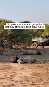 168K views · 2.1K reactions | Full. Fierce. Unbothered. 女 Lions can eat so much in one sitting that they literally can’t move afterward. They’ll lounge for hours, bellies full—yet still manage a deep, rumbling growl to remind everyone who’s boss. If that’s not the vibe after a perfect meal, we don’t know what is. Click here for plant-based meal kits that might just leave you this satisfied: https://vegnews.com/vegan-meal-kits | VegNews | Facebook