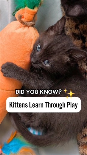 SmartyKat on Instagram: "Kittens playing isn’t just adorable—it’s essential for their development! Discover how to support their growth through play. ⬇️ 🐾 According to seasoned kitten foster parent @the.whole.kitten.caboodle , kittens develop essential skills like coordination, socialization, and problem-solving through play. It helps them build muscle strength, improve reflexes, and sharpen their mental abilities. 🐾 Just like us, kittens need to exercise both their bodies and brains to grow i