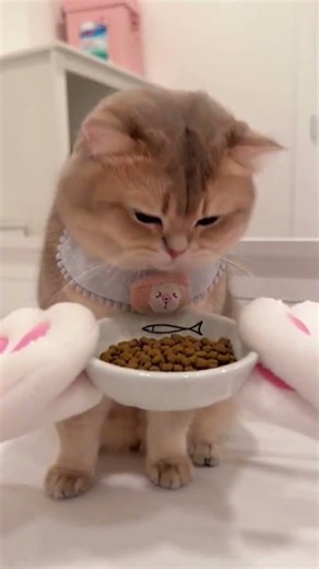 Unlock Your Cat's Bliss The Ultimate Massage Secrets Revealed