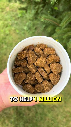 Our Joint Mobility Chews are officially available! It’s been a long road developing these and I couldn’t be happier with how they turned out. 16 beneficial human grade ingredients 12 Benefits in 1 ✅ 5 functional mushrooms 🍄 Grain-free formula 🌾❌ Don’t just take our word for it. Let your dog decide! 🐶 #dogtok #dogsoftiktok #humangrade #grainfree #doghealth #puppytok #caninehealth #mushrooms #mushbuddies #functionalmushrooms #dogdad #dogmom #dogparents