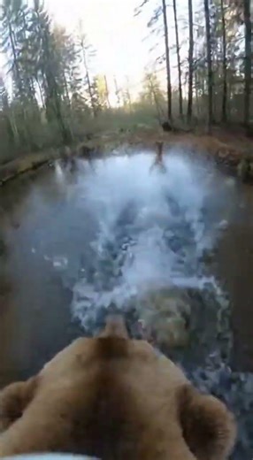 Bear Chasing prey #animals #animalvideos #crazy #cute #cuteanimals #blowup #crazyanimals #cutepet