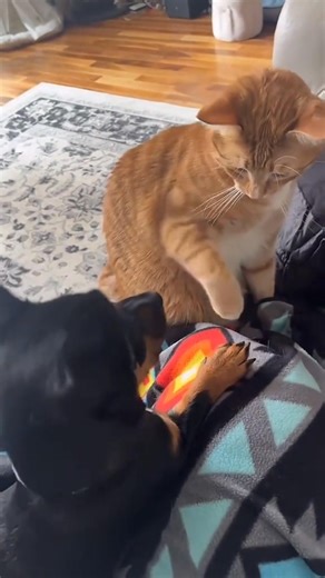 #fyp #animals #cute #facts #secretarybird #bird | Animals News783