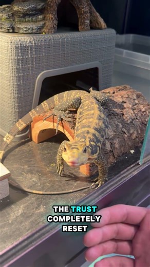 What It Actually Takes to Socialize a Monitor Lizard