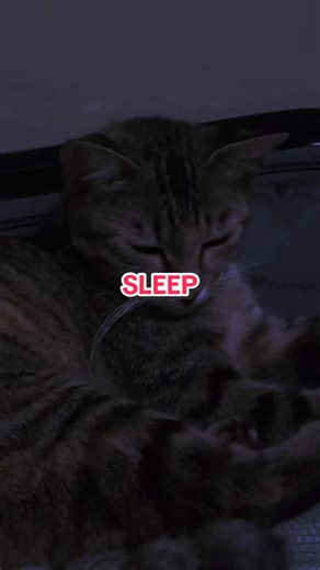 “Hana Kazoe” Lullaby | The Ancient Magus' Bride🫶💚#fyp #lullaby #anime