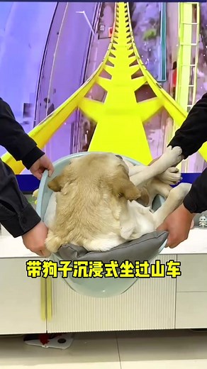 1.5M views · 27K reactions | The first time for a dog to ride a roller coaster #pet #smartdog | Golden Retriever Smart | Facebook