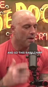 41K views · 306 reactions | The Strength of a baby chimp... #BabyChimpStrength #ChimpanzeePower #InfantChimpMuscles #ChimpStrengthDevelopment #PrimateStrong #BabyAnimalMight #ChimpBabyFitness #ChimpGrowth #ApeStrength #ChimpCuteness #BabyChimpAdventures #PrimatePlaytime #ChimpDevelopment #StrongChimpBabies #ChimpLife #LittleChimpStrong #ChimpFamily #ChimpParenting #BabyAnimalWonders #ChimpExplorers | Early Bird | Facebook