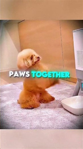 How to use a snack machine #shorts #dog #doglover #commentary #animals #pets #viral #trending #cat