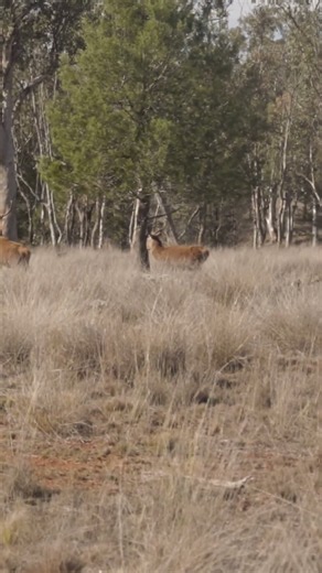 KC culls a malformed Red stag.
