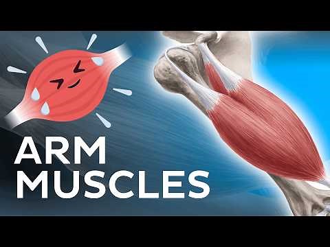 Muscles of the arm - Origin, Insertion & Innervation - Human Anatomy | Kenhub
