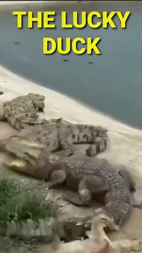 THE LUCKY DUCK #shorts