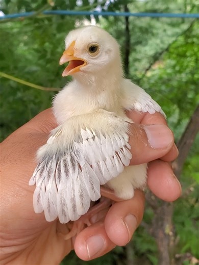 Adorable Baby Chickens You Can't Resist