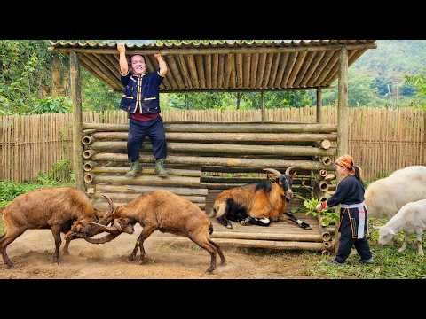 Incredible Dwarf Family Builds Goat Shelter in the Forest | Simple Survival Life