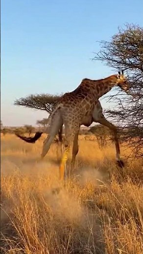 아기기린이 늪에 빠졌다… 원숭이가 달려가 엄마에게 알렸다 | Monkey Alerts Mother to Save Baby Giraffe