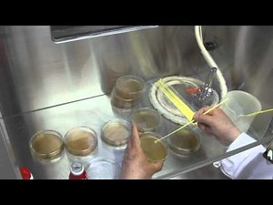 寒天培地による乳酸菌の培養実験 解説 : やさしい基礎化学