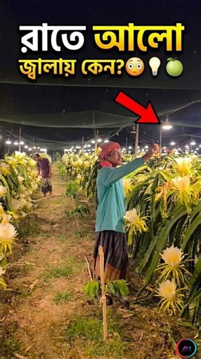 ড্রাগন ফল চাষিরা রাতে আলো জ্বালান কেন? 😳🍈 #reelsviral