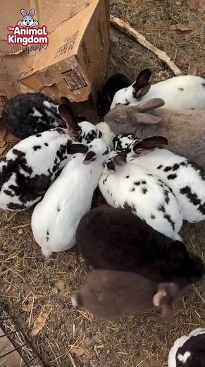 Top 10 Features of the Mini Rex Rabbit