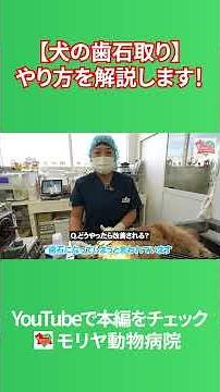 【快感】犬の歯石取り。歯周病対策と歯磨きのコツも獣医師が解説