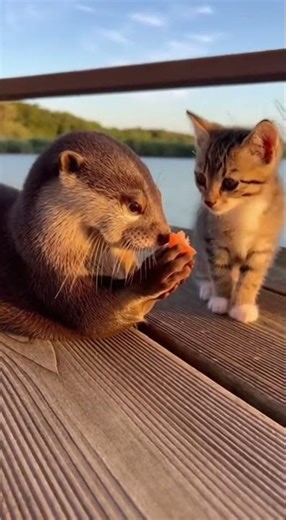 Otter Shares Snack With Curious Kitten 😂🐾 #Shorts #FurReal #Viral #Cute #Funny #Animals #Fyp #Lol