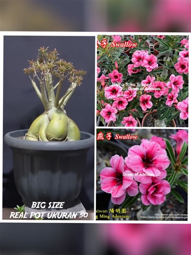ADENIUM SWALLOW POT 50 FOR SALE ID : SWALLOW TERTANAM DI POT UKURAN 50 REAL PICTURE #adenium #adeniumlovers #adeniumindonesia #adeniumobesum #adeniumtumpuk