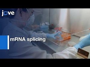 Minigene Tool to study mRNA splicing changes | Protocol Preview
