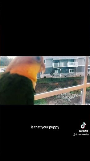 Talking White Bellied Caique Parrot Calls Any Cute Mammal “Puppy”