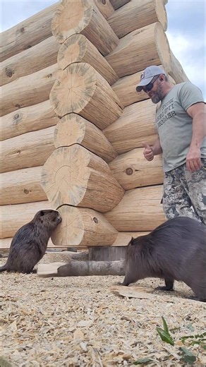 #goodhartcabin #logbuilder #reels #BuildingDreams | Big Valley Log Works