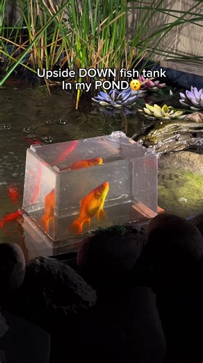 Discover the Fascination of Inverted Aquariums