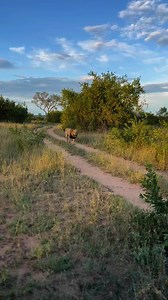 2.9M views · 68K reactions | “A safari is a journey of the spirit as much as it is of the body. You go in search of wildlife, and you find yourself.” – Anonymous https://blog.londolozi.com/?utm_source=Facebook&utm_medium=organic-social&utm_campaign=social&utm_content=1708 ️: Dean Jenkins 女: Ndzhenga Male Lion | Londolozi Game Reserve | Facebook