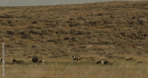Pan across lek of displaying sage grouse on the prairie