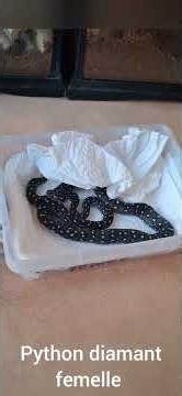 Mes nouveaux protégés. Pythons diamant. ( morelia spilota spilota).