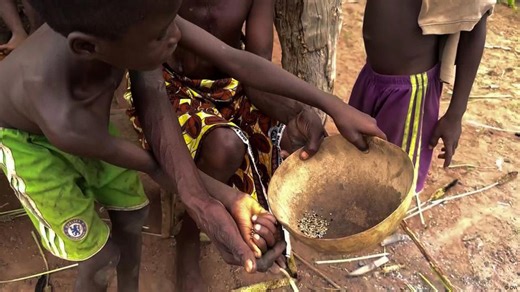 Pearl millet — making a great grain even better