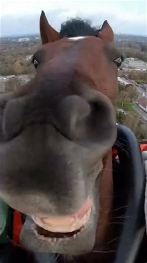 Why is this horse screaming like that 😭🐎 #funny #animals #funnyanimals