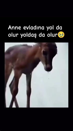 💖A Mother Is Both a Path and a Companion for Her Child💖 #meaningfulbeautifulvideo #explore #short...