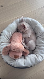 Winston and Charlie 🐾 on Instagram: "Did the Snuggle Puppy help your dog? 🐾🫂 It’s helping Charlie fall right to sleep. 🥹 We found ours at @petco ✨ if you’re getting a puppy or your dog is having anxiety we highly recommend getting a Snuggle Puppy 🫂🐾"