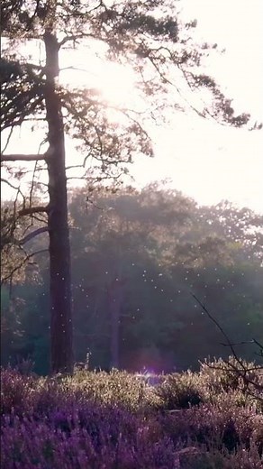 Gentle Water Sounds That Actually Work #stressrelief #naturetherapy