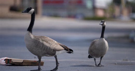 The push to control America's ever-increasing geese population