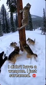 I heard snarling and looked up to see a snow leopard trapped by a pack of wolves! 🐺😱 I didn't have a weapon, so I just screamed as loud as I could to scare them off. I thought he would attack me, but he trusted me instantly and even hopped into my truck for warmth! 🚛❄️ Seeing him reunite with his family on the mountain was the perfect ending. ❤️ #RescueRangers #SnowLeopard #WolfPack #WildlifeRescue #Hero #AnimalRescue #ViralVideo #Nature | Rescue Rangers