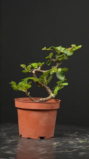 Création d’un bonsaï avec un Cotoneaster horizontalis.