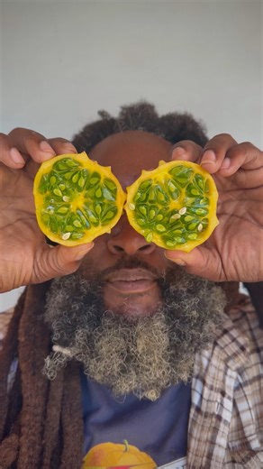 Round kiwano looks like it belongs in a storybook. Spined skin on the outside, cool green jelly inside, tasting somewhere between cucumber and citrus. A reminder that some crops are grown as much for curiosity as for flavor. 💛💚#growyourownfood #gardening #garden #horticulture #farmlife | Baker Creek Seeds