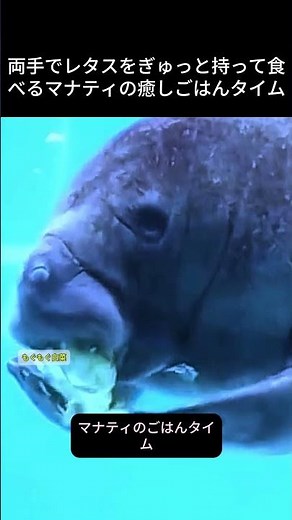 両手でレタスをぎゅっと持って食べるマナティの癒しごはんタイム