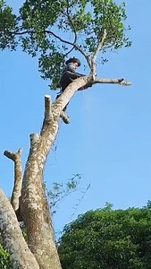 159K views · 706 reactions | Amazing skill cutting tree | Making Video | Facebook