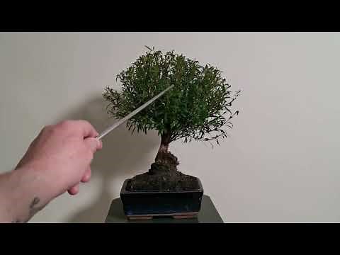 30 - Syzygium Bonsai (Brush Cherry, Lilly Pilly) - Pruning For Ramification