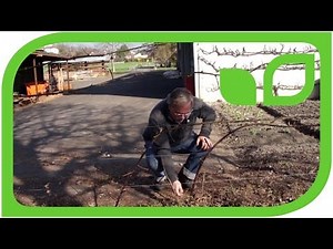 Wie schneide ich Brombeeren am Spalier