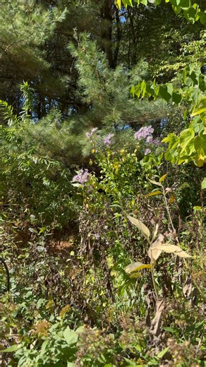 1K views · 38 reactions | Tall Asters…  | Garden Gossip | Facebook