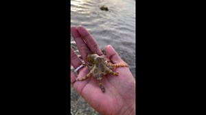 Beachgoer holds highly venomous blue-ringed octopus with bare hands