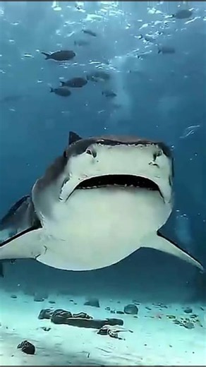 Before and After Amazing animal transformation #shortsfeed