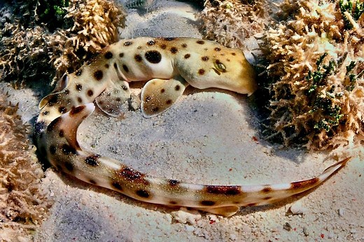 'Walking sharks' found off Australian coast. A closer look reveals extraordinary new discovery | Discover Wildlife