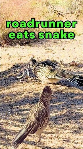 Roadrunner vs Snake 🐍 | Wild Desert Hunt in Seconds!