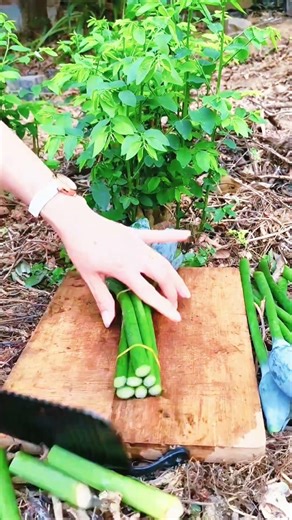 ​Rare Blue Java Banana Harvesting! 💎🍌 Most Satisfying #shorts