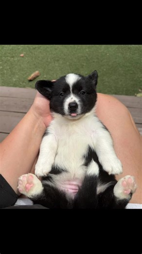 🐾✨ Big ears, bigger hearts! ✨🐾 Meet the Cardigan Welsh Corgi – loyal, playful, and full of personality. 💕 We raise happy, healthy Cardigans with lots of love and care. 👉 Curious about this amazing breed and availability? 📩 Message us to learn more! Follow for updates, puppy news & all things Corgi 🐶💖